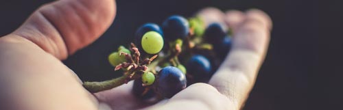 Uvas para vino en la mano - Doñana