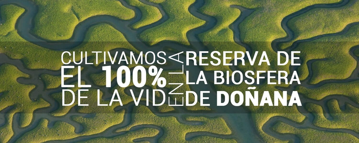 Cultivamos nuestra vid en Doñana